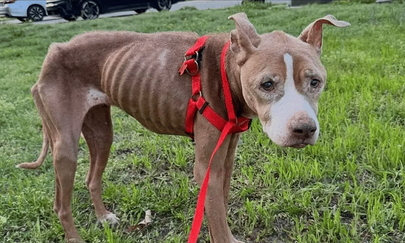 “Rotting on the Porch”: Over 30 Animals Rescued, Public Demands Lifetime Ban & Justice